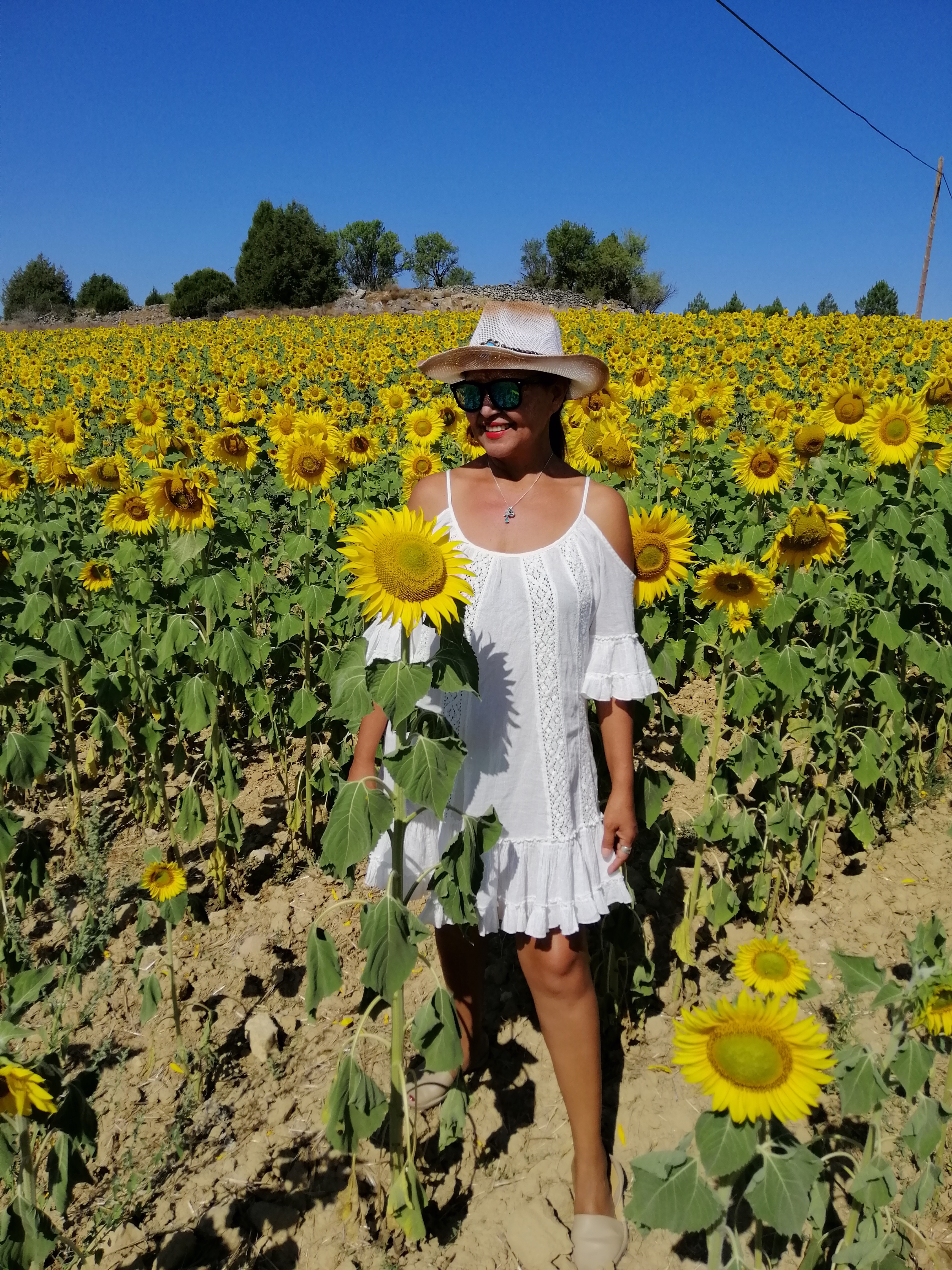 Platación de girasoles