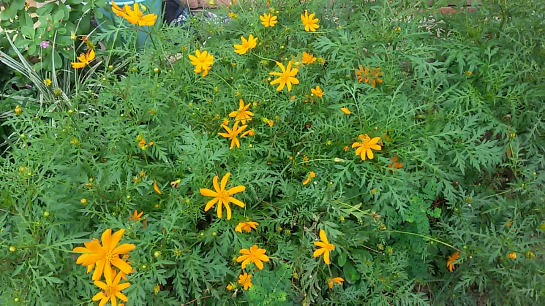 CALENDULA